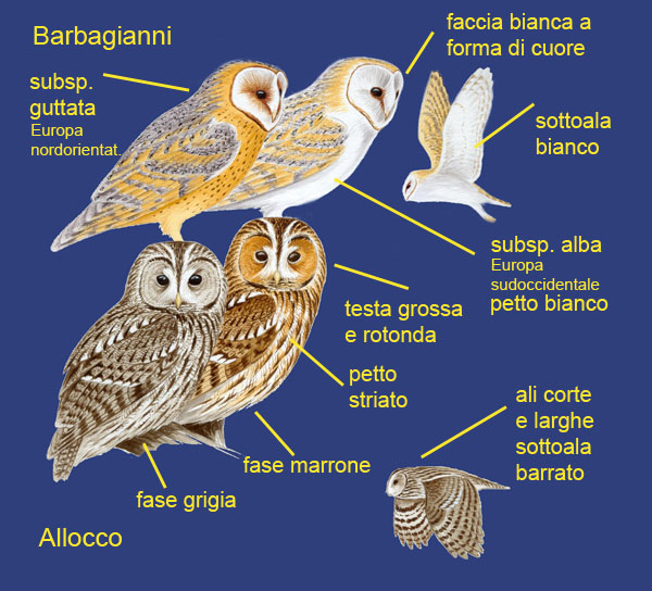 barbagianni e allocco-disegni